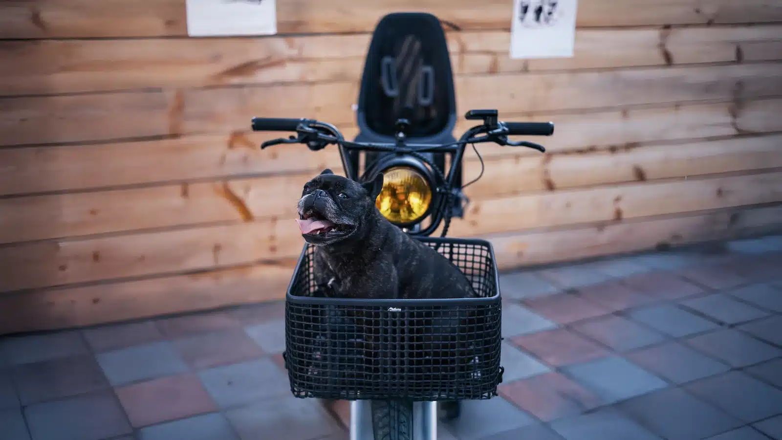 velo cargo chien